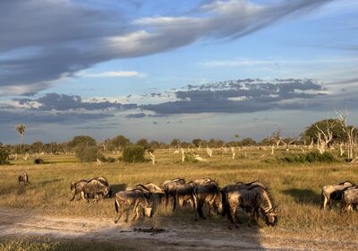Wilderness Ngamo Plains